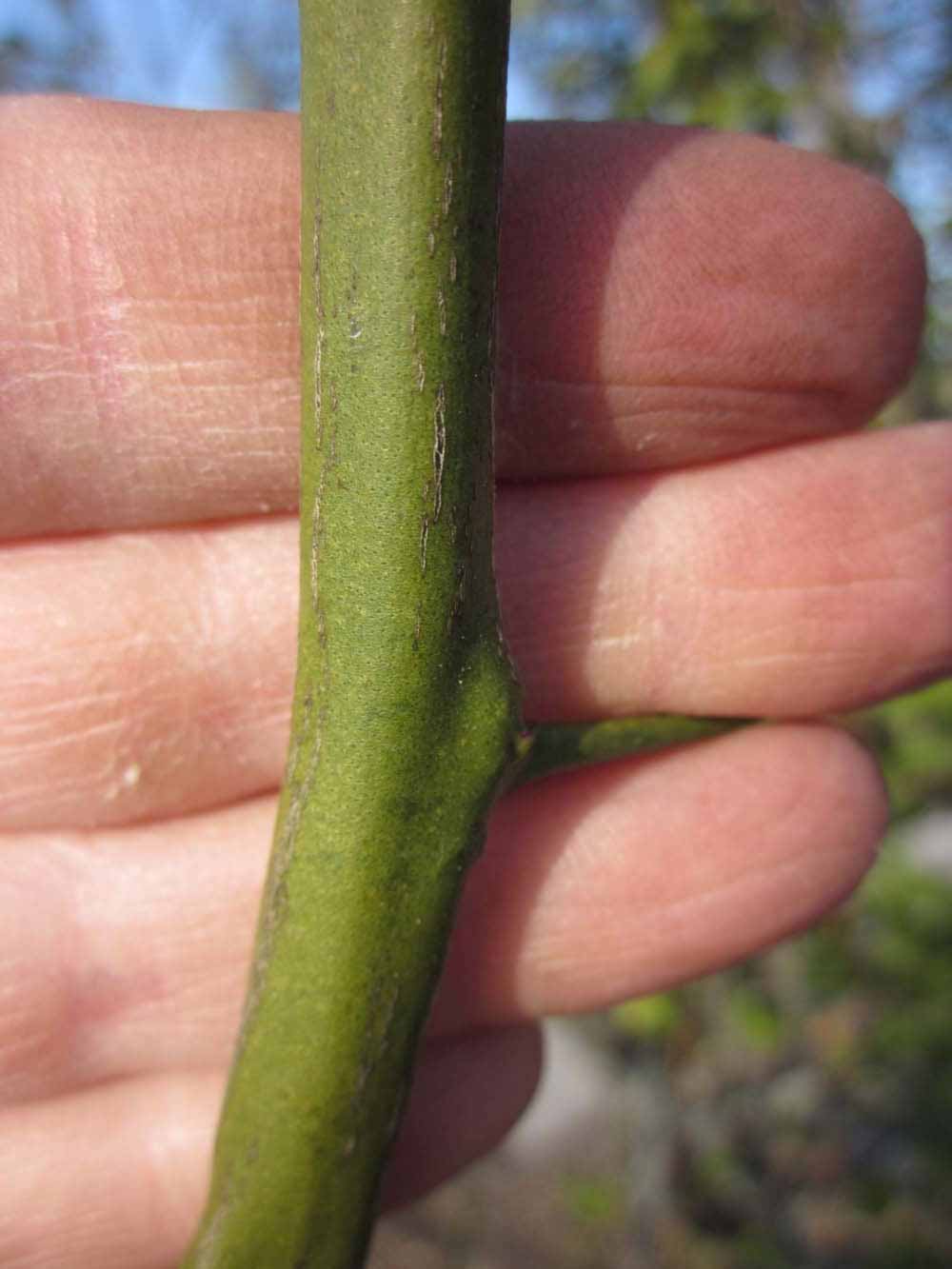              First year twig (Winter Haven, FL)       